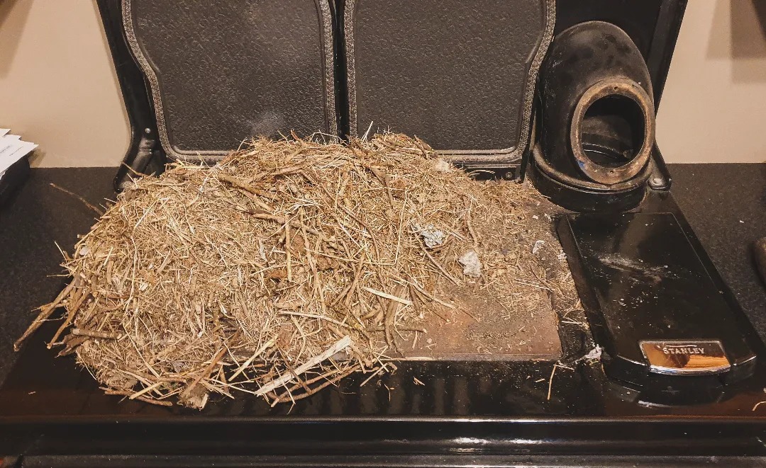 Bird's nest removal